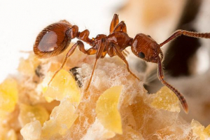 25 Zaujímavých faktov o mravcom 25 Zaujímavých faktov o mravcom